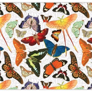 Vintage Moth and Butterflies Collection