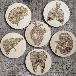 Puede incluir: Seis posavasos redondos de madera clara con ilustraciones grabadas de órganos humanos: cerebro, pulmones, corazón, hígado, riñón y diente. Los diseños son de color marrón oscuro.