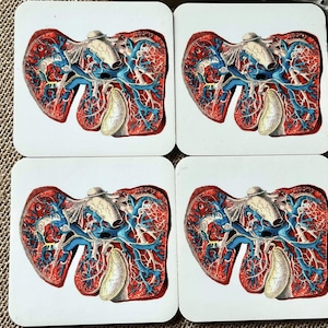 Posavasos de arte anatómico