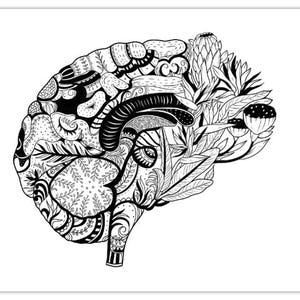 Protea Brain Collection
