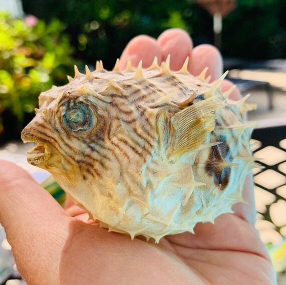 Dried Taxidermy Puffer Fish Etsy