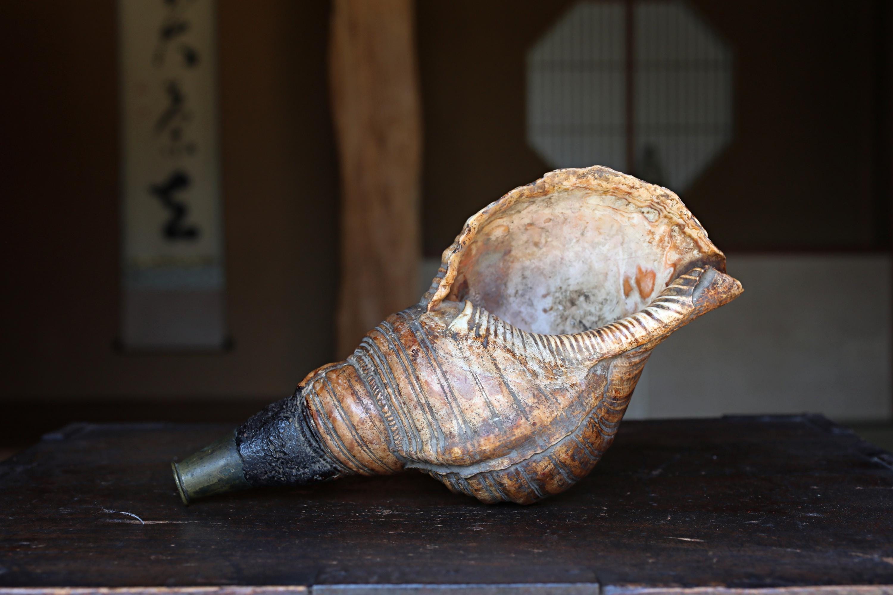 Conch shell horn - Etsy 日本