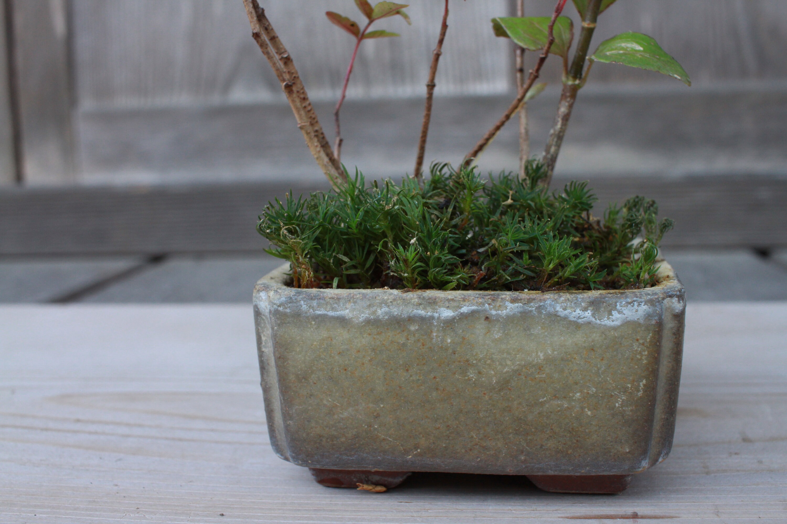 Japanese Vintage Antique Mini BONSAI Pot Square Beige Gradient Etsy UK