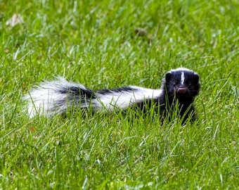 Baby Skunk Print