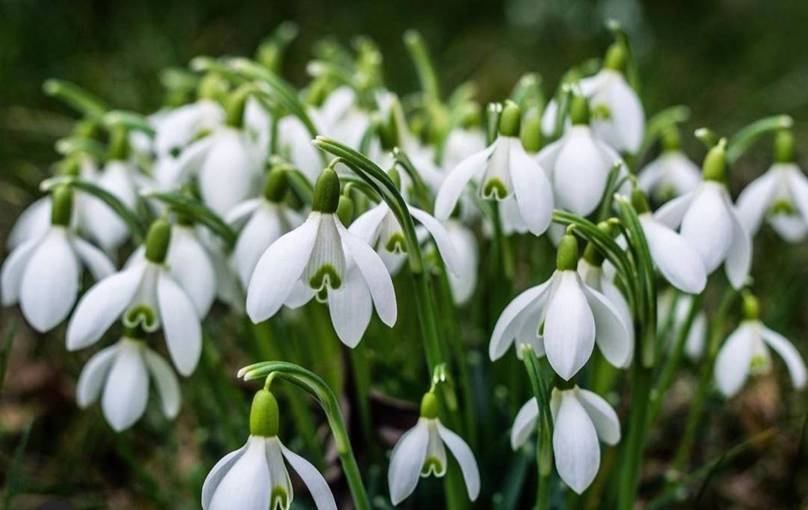 10x Snowdrops galanthus nivalis bulbs spring summer flower Etsy