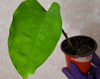 Passiflora Alata Ruby Glow Passiflora / Phoenicea Passion Flower Plant Cutting Rooted