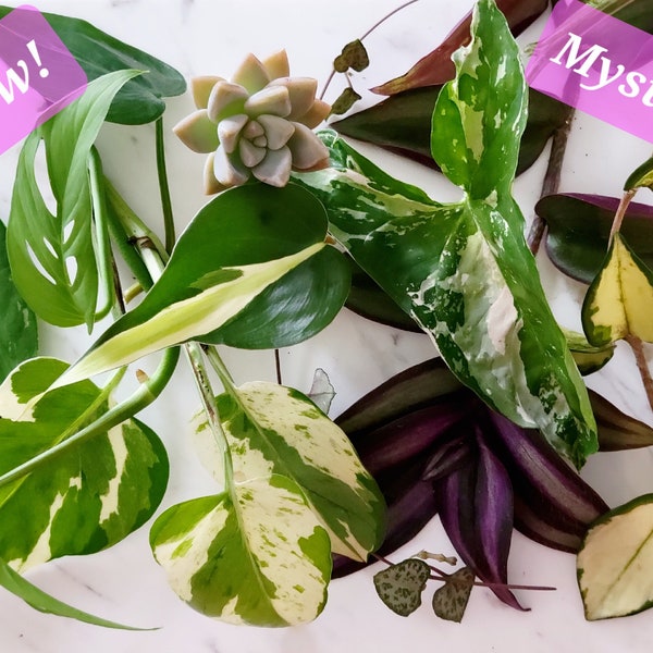 Unlabeled Budget Mystery Box  Nodes Cuttings (Unrooted) - House Plants Haul Box