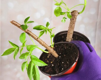 One Black Elderberry Plant Rooted 4 inch Pot Included - Free Shipping