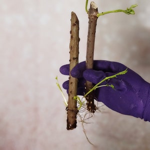 Rooting Hardwood Black Elderberry Plant Cuttings 1/2/4 - Free Shipping