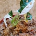 Variegated Adansonii Plant Monstera Adansonii Albo Half Moon image 1