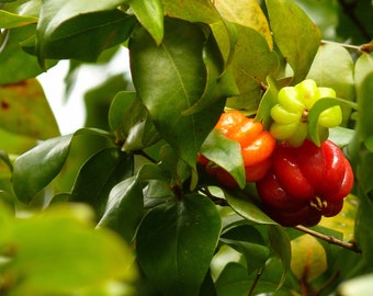 Surinam Cherry Leaves - Pitanga Eugenia Uniflora Organic Free Shipping Fresh - Plant LEAVES by oz or lb - Free Shipping