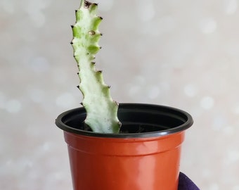 Ghost Cactus Rare White Variegated Euphorbia lactea Cutting or 4" Pot + Free Shipping