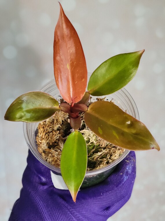 RARE Variegated Prince of Orange "splashy" Variegated Baby Plant - Rooted  Imperfect Leaves - Variegata Rare + Free Shipping - - Etsy