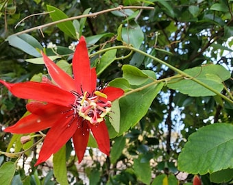 5 Red Passion Flower Passiflora miniata Formerly P. Coccinea Passion Fruit Plant Cuttings - Unrooted Free Shipping - No Roots