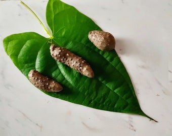 White Yam Ñame Dioscorea Alata White Winged Edible Yam Small Bulbils Bulbs Tubers