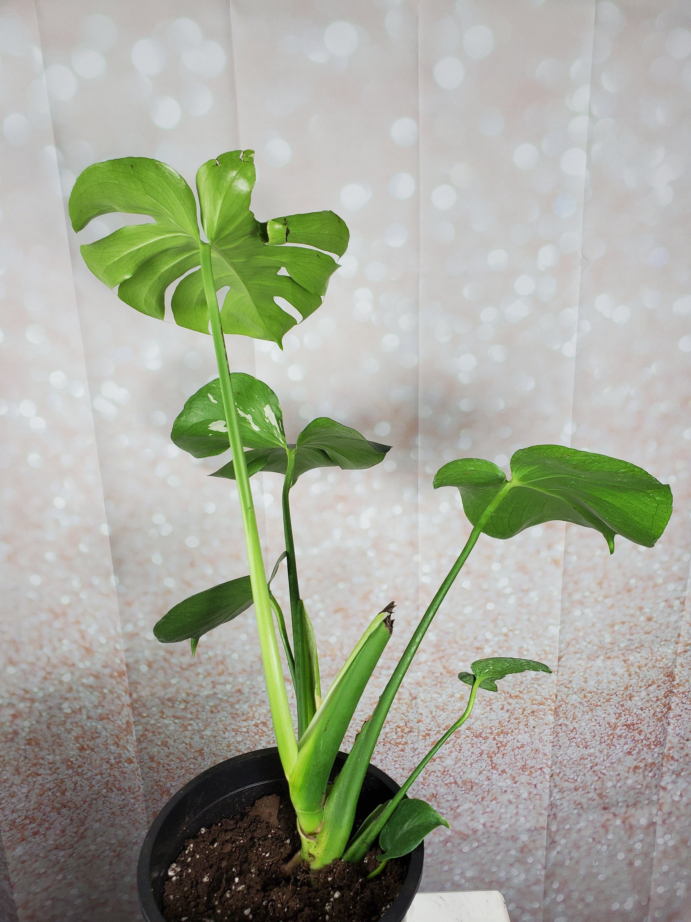 Large Form Monstera Deliciosa Seed SPORT Variegated Plant Etsy