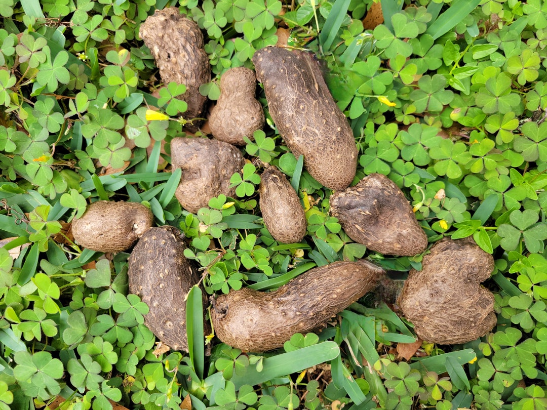 TRUE Yam Dioscorea Alata White Winged 4 Oz, 8 Oz or 1 Lb or 3 Pounds