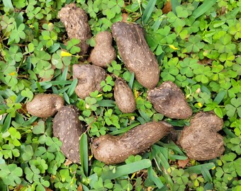 TRUE Yam Dioscorea Alata White Winged 4 oz, 8 oz or 1 lb or 3 pounds Edible Yam African Yam Small Bulbils Bulbs Tubers