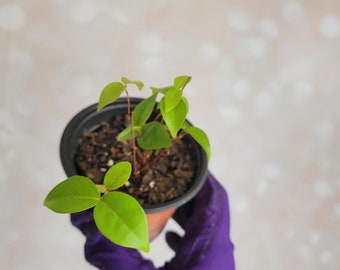 4 Small Surinam Cherry Sappling Starter Plants FOUR Seedlings - Free Shipping