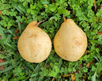 5 Fresh Yali Pear SEEDS (2024) - Free Shipping Rare Ya li Asian Pear Seeds