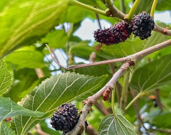 20 Black Mulberry Plant Cuttings - Clippings Sticks Unrooted  No Roots - Free Shipping