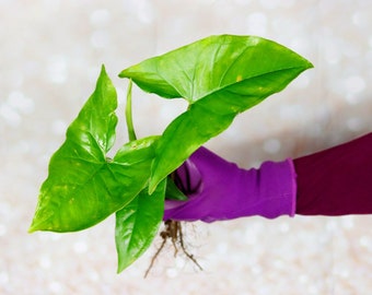 Syngonium Podophyllum Green Arrowhead Plant Rooted Plant Cutting  or Leafless Nodes Lot + Free Shipping