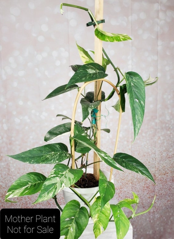Epipremnum Pinnatum Aurea 6 inch
