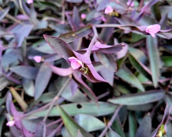 5, 10, 20, 30 + Tradescantia Pallida Purple Queen / Heart Wandering Jew / Dude Unrooted Plant Imperfect No Roots Cuttings Lot Bulk - Rare