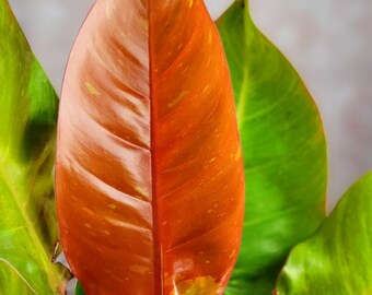 RARE Variegated Prince of Orange "Splashy" Variegated Baby Plant - Rooted  Imperfect Leaves - Variegata Rare + Free Shipping -