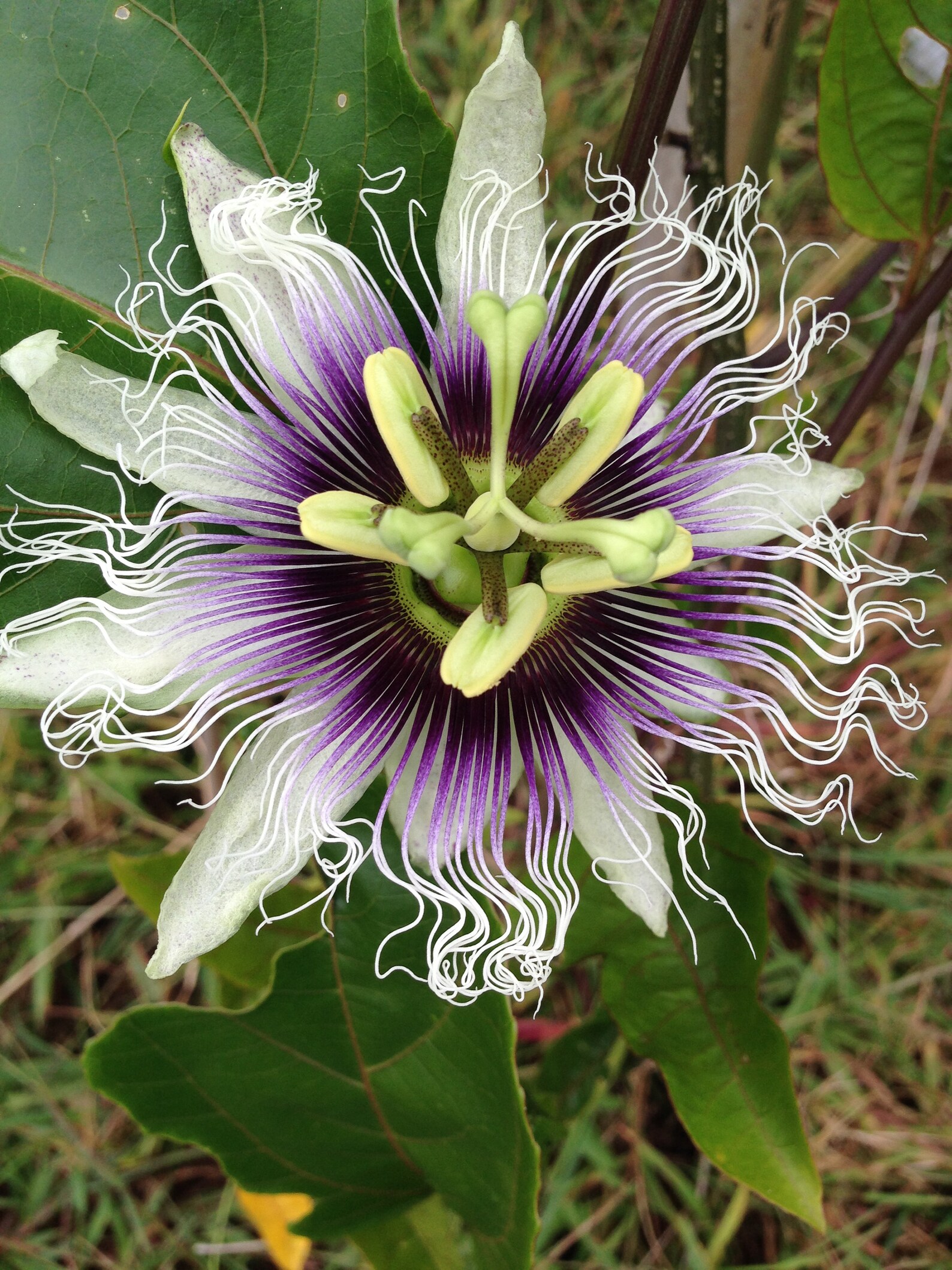 6 Passion Fruit Passion Flower Plant Cuttings Unrooted Etsy