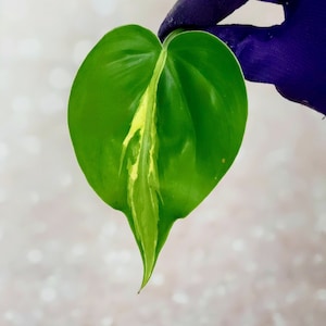 Rare Philodendron Carnival Brasil / Brazil Sport Rare Variegated Plant Imperfect Unrooted Cutting Node