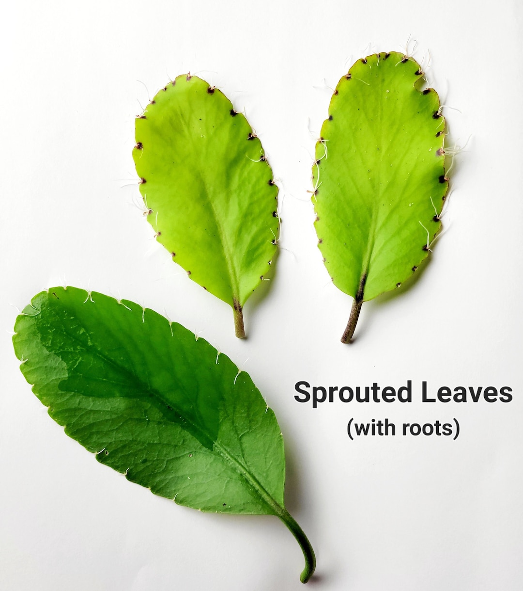 3 Sprouted Leaf of Life Leaves Organic Bryophyllum Pinnatum Etsy