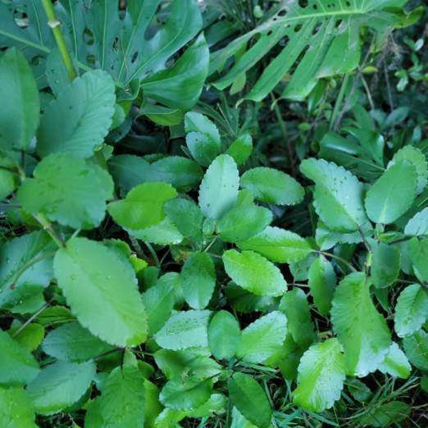 Leaf of Life Plant Rooted or Unrooted - Bryophyllum pinnatum - Kalanchoe pinnata  - Free Shipping -  Live Succulent Medium Size