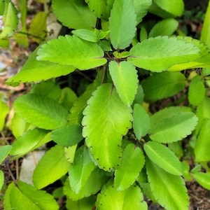 Feuille de vie Bryophyllum pinnatum Kalanchoe pinnata feuilles végétales par oz ou livre livraison gratuite feuilles fraîches succulentes image 1