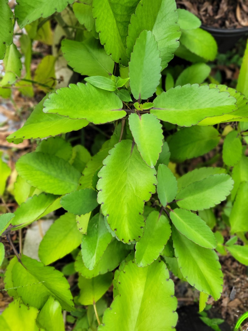 Feuille de vie Bryophyllum pinnatum Kalanchoe pinnata feuilles végétales par oz ou livre livraison gratuite feuilles fraîches succulentes image 1