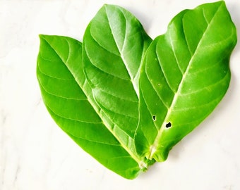 Giant Milkweed Leaves - Organic Free Shipping Fresh Unwashed Free Shipping Calotropis gigantea