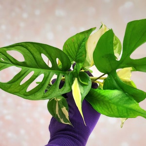 Plant Cuttings (Unrooted) Small - Monstera Philodendron Epipremnum Pothos Imperfect One Node Cutting