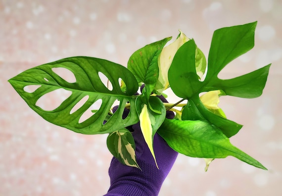 Plant Cuttings (unrooted) Small - Monstera Philodendron Epipremnum Pothos  Imperfect One Node Cutting - Etsy