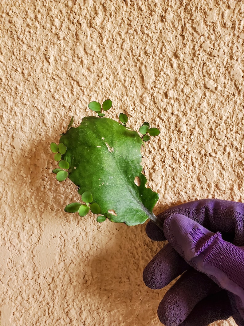 Feuille de vie Bryophyllum pinnatum Kalanchoe pinnata feuilles végétales par oz ou livre livraison gratuite feuilles fraîches succulentes image 5