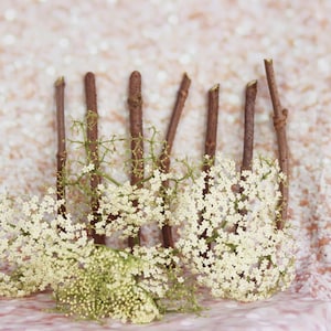7 Black Elderberry Plant Cuttings - Free Shipping