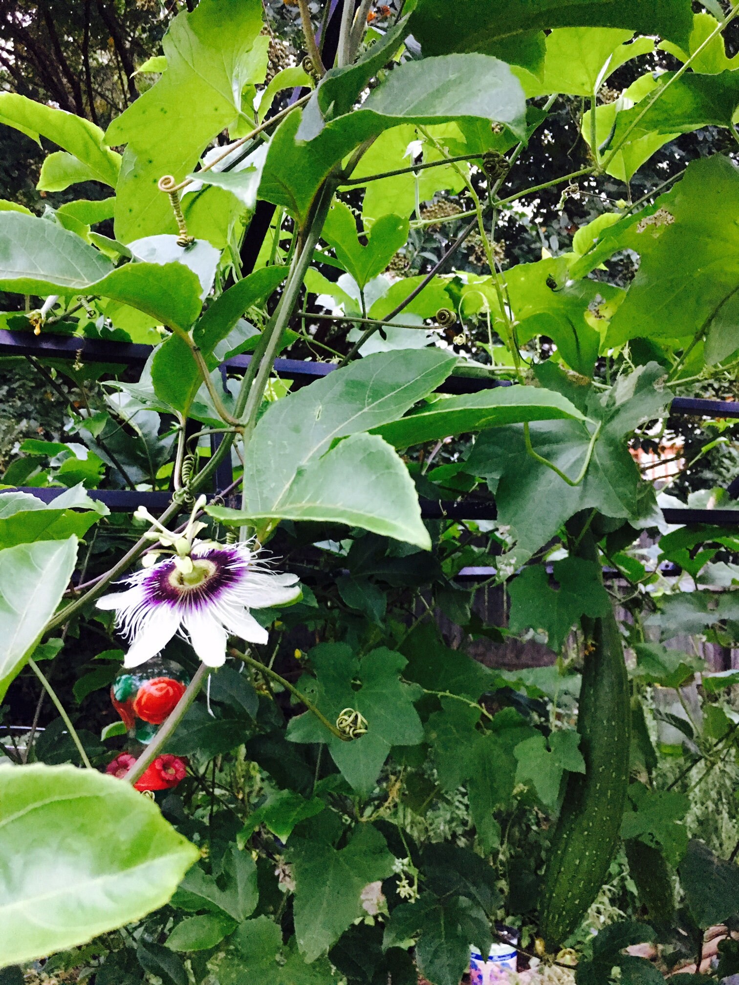 6 Passion Fruit Passion Flower Plant Cuttings Unrooted Etsy