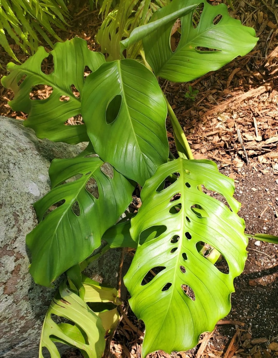 Monstera Acacoyaguensis Node or Leaf Juvenile Cutting Unrooted