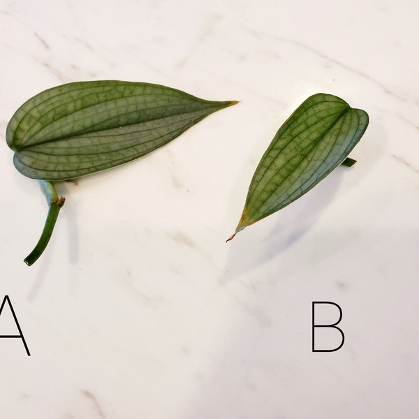 Burle Marx Fantasía Pequeño LEAF Corte Sin Raíces - Envío Libre - Una Pequeña Planta Sin Raíces -