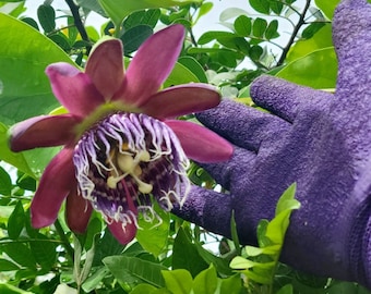 3 Passion Fruit  Passiflora Phoenicea Passion Flower Plant Cuttings - Unrooted Free Shipping - No Roots