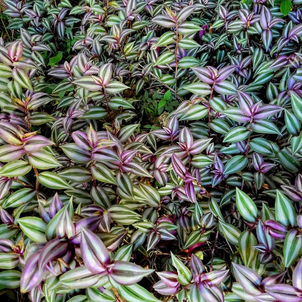 5, 10, 20, 30 + Tradescantia Zebrina Wandering Jew / Dude Unrooted Plant Imperfect No Roots Cuttings Lot Bulk - Rare + Free Shipping