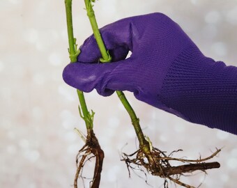 Rooting Black Elderberry Live Plant Offshoot Starter No Leaves - Free Shipping