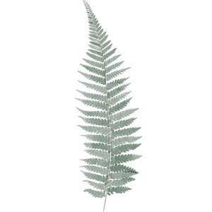 Fern/ Botanic Printable - Etsy