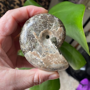 Ammonite