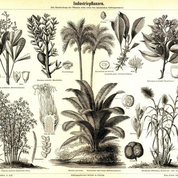 Druck "Palmen" Lithograhie Print Bild Farbdruck Biologie Pflanzen Blumen Floral Tropical Exotisch Palme Schaubild Schautafel