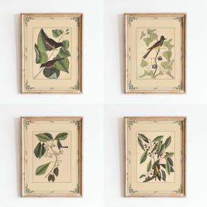 Láminas de aves vintage / Arte mural verde salvia (juego de 4) / Arte botánico / Láminas de naturaleza / Arte mural de 4 piezas / Póster de fauna y botánica / Tendencias actuales